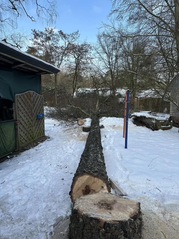 Gefällter Baumstamm liegt im verschneiten Garten neben dem Wurzelstock