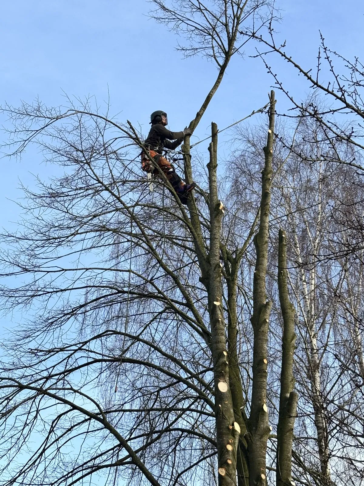 Baumpfleger von Baumpflege Kleinichen arbeitet gesichert am Seil in der Baumkrone