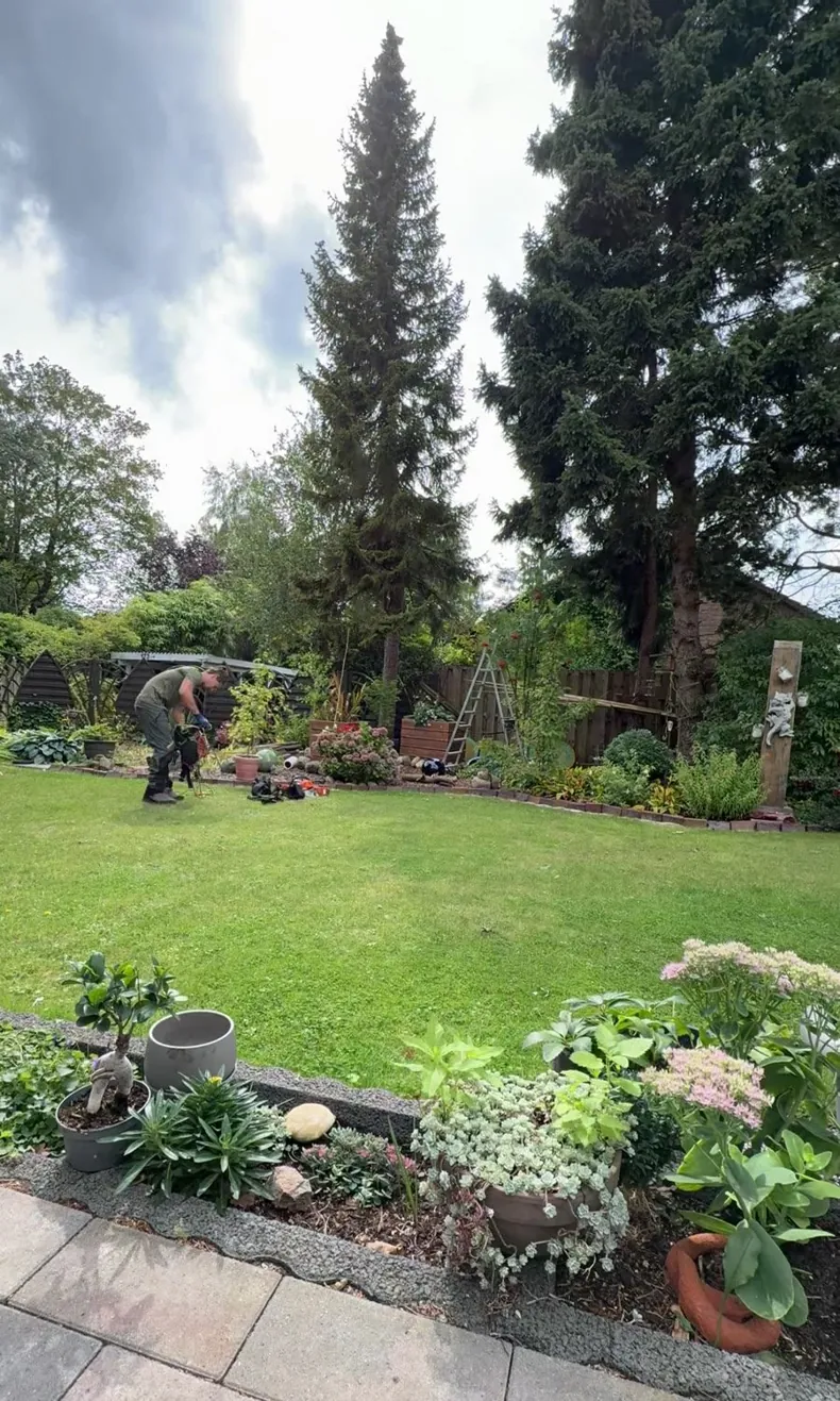 Hoher Nadelbaum in einem Garten mit Rasen und Blumenbeeten vor der Fällung